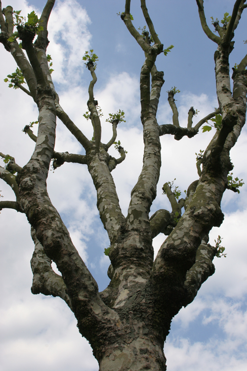 Boney Old Fingers