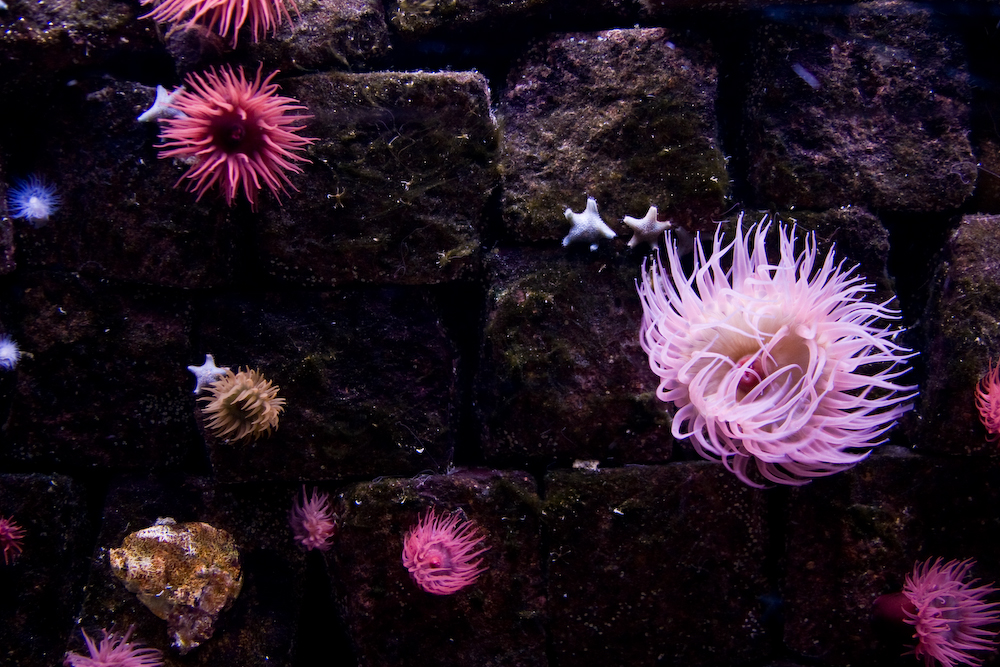 Pink Anemone