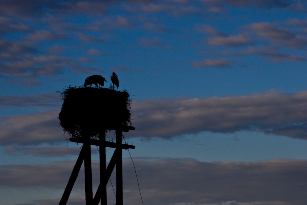 Nesting Storks
